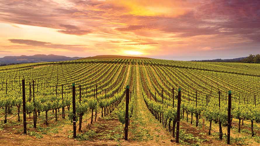 Wine Country